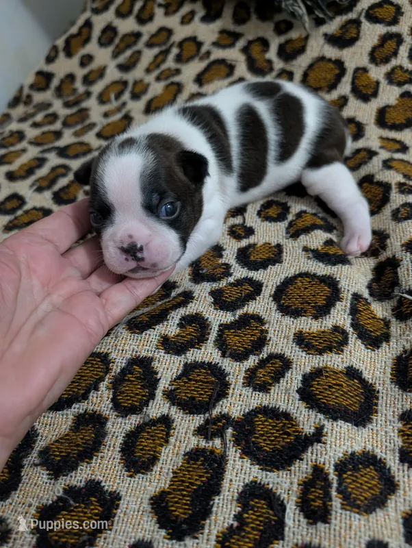 Spot – Boston Terrier puppy for sale in Honea Path, SC