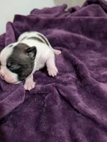 Spot, a male Boston Terrier for sale in Honea Path, SC – 7 of 8