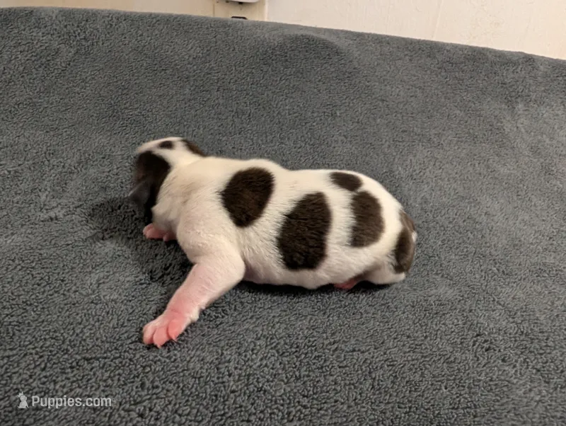 Spot – Boston Terrier puppy for sale in Honea Path, SC