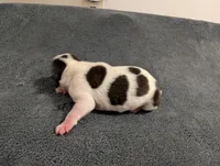 Spots, a male Boston Terrier for sale in Honea Path, SC – 7 of 9