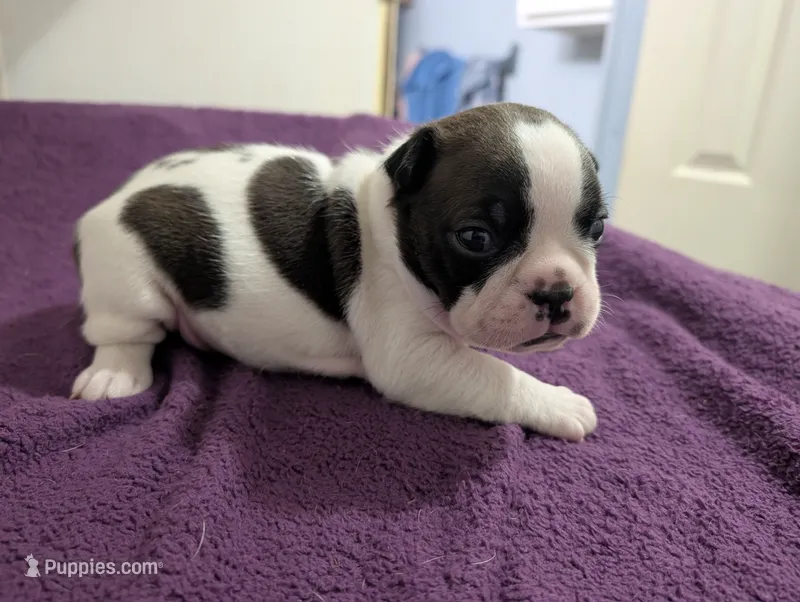 Spot – Boston Terrier puppy for sale in Honea Path, SC