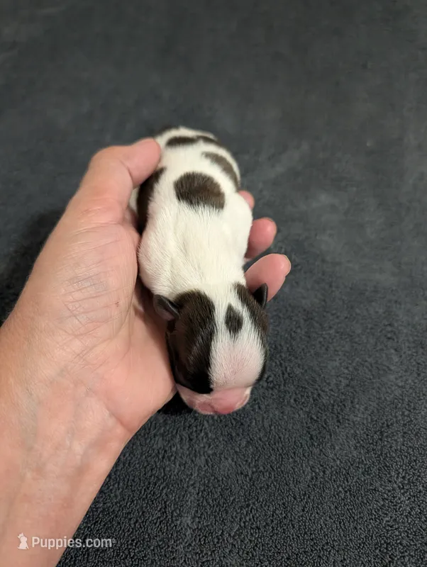 Spots – Boston Terrier puppy for sale in Honea Path, SC