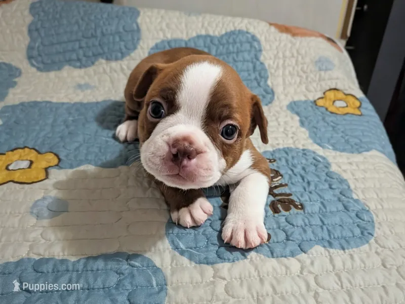 Tinker – Boston Terrier puppy for sale in Honea Path, SC