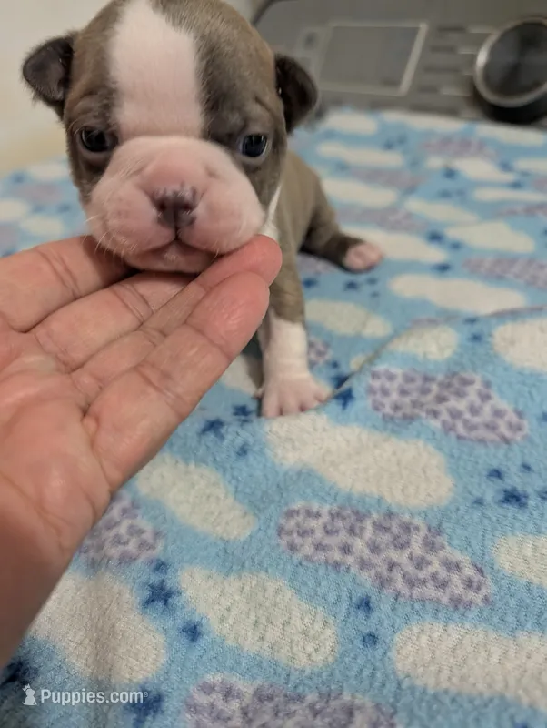 Tinker – Boston Terrier puppy for sale in Honea Path, SC