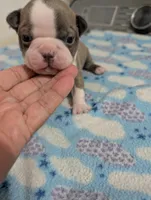 Tinker, a male Boston Terrier for sale in Honea Path, SC – 1 of 6