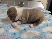 Tinker, a male Boston Terrier for sale in Honea Path, SC – 5 of 6