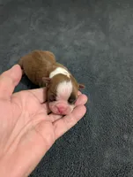 Tinker, a male Boston Terrier for sale in Honea Path, SC – 4 of 8