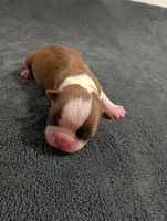 Tinker, a male Boston Terrier for sale in Honea Path, SC – 5 of 8