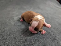 Tinker, a male Boston Terrier for sale in Honea Path, SC – 3 of 8