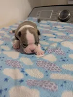 Tinker, a male Boston Terrier for sale in Honea Path, SC – 6 of 6