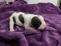 Spot, a male Boston Terrier for sale in Honea Path, SC – 8 of 8
