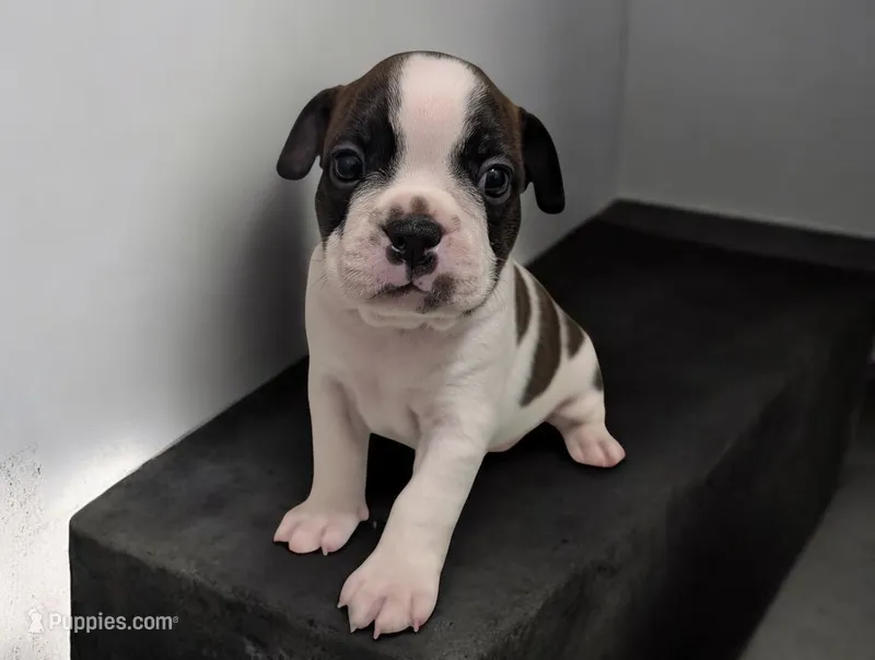 Spot – Boston Terrier puppy for sale in Honea Path, SC