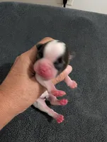 Spots, a male Boston Terrier for sale in Honea Path, SC – 8 of 9