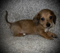 Blue eye, a male Miniature Dachshund for sale in Ashland, OH – 6 of 6