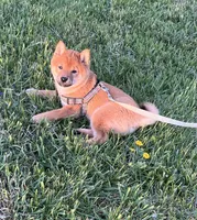 Chuckie, a male Shiba Inu for sale in Ashland, OH – Photo 5 of 10