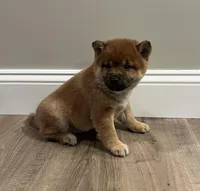 Chuckie, a male Shiba Inu for sale in Ashland, OH – Photo 2 of 7