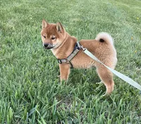 Chuckie, a male Shiba Inu for sale in Ashland, OH – Photo 6 of 10