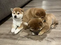 Chuckie, a male Shiba Inu for sale in Ashland, OH – Photo 3 of 7