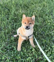 Chuckie, a male Shiba Inu for sale in Ashland, OH – Photo 8 of 10