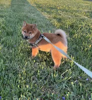 Chuckie, a male Shiba Inu for sale in Ashland, OH – Photo 4 of 10