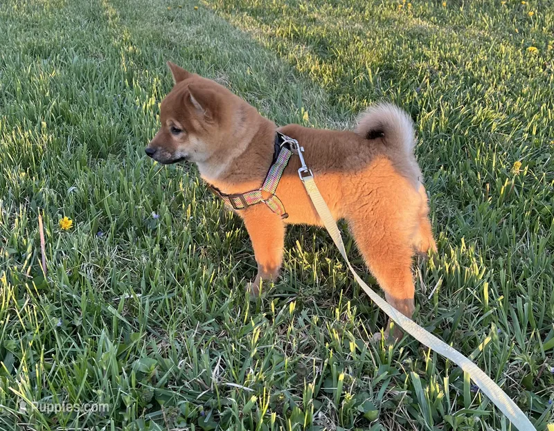 Chuckie – Shiba Inu puppy for sale in Ashland, OH