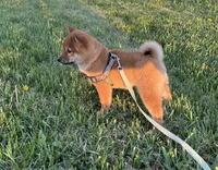 Chuckie, a male Shiba Inu for sale in Ashland, OH – Photo 1 of 10