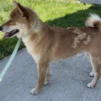 Chuckie, a male Shiba Inu for sale in Ashland, OH – Photo 9 of 10