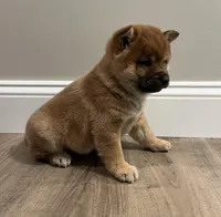 Chuckie, a male Shiba Inu for sale in Ashland, OH – Photo 5 of 7