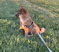 Chuckie, a male Shiba Inu for sale in Ashland, OH – Photo 2 of 10