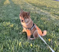 Chuckie, a male Shiba Inu for sale in Ashland, OH – Photo 3 of 10