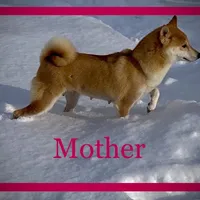 Chuckie, a male Shiba Inu for sale in Ashland, OH – Photo 10 of 10