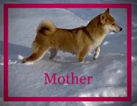 Chuckie, a male Shiba Inu for sale in Ashland, OH – Photo 6 of 7