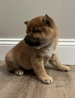 Chuckie, a male Shiba Inu for sale in Ashland, OH – Photo 4 of 7