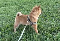 Chuckie, a male Shiba Inu for sale in Ashland, OH – Photo 7 of 10