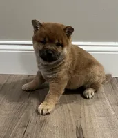 Chuckie, a male Shiba Inu for sale in Ashland, OH – Photo 1 of 7