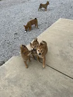 Jolly, a male Shiba Inu for sale in Ashland, OH – 8 of 10