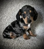 Chief, a male Miniature Dachshund for sale in Ashland, OH – 3 of 5