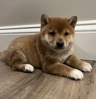 Charlotte , a female Shiba Inu for sale in Ashland, OH – Photo 1 of 8