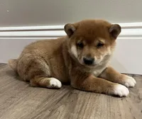 Charlotte , a female Shiba Inu for sale in Ashland, OH – Photo 3 of 8