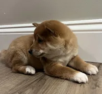 Charlotte , a female Shiba Inu for sale in Ashland, OH – Photo 2 of 8