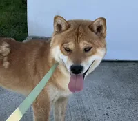 Charlotte , a female Shiba Inu for sale in Ashland, OH – Photo 6 of 8