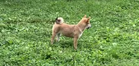 Jolly, a female Shiba Inu for sale in Ashland, OH – 4 of 10
