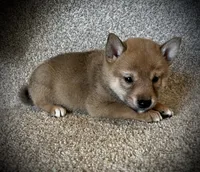 Juan, a male Shiba Inu for sale in Ashland, OH – 4 of 7