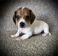 Snickers , a male Miniature Dachshund for sale in Ashland, OH – 5 of 7