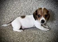 Snickers , a male Miniature Dachshund for sale in Ashland, OH – 6 of 7