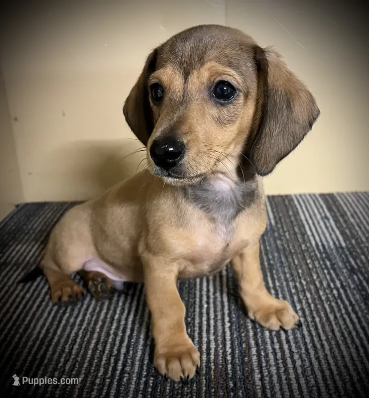 Charlie – Miniature Dachshund puppy for sale in Ashland, OH