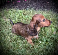 Marble, a male Miniature Dachshund for sale in Ashland, OH – 2 of 7