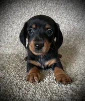 Blackie, a male Miniature Dachshund for sale in Ashland, OH – 4 of 9