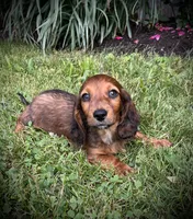 Marble, a male Miniature Dachshund for sale in Ashland, OH – 3 of 7