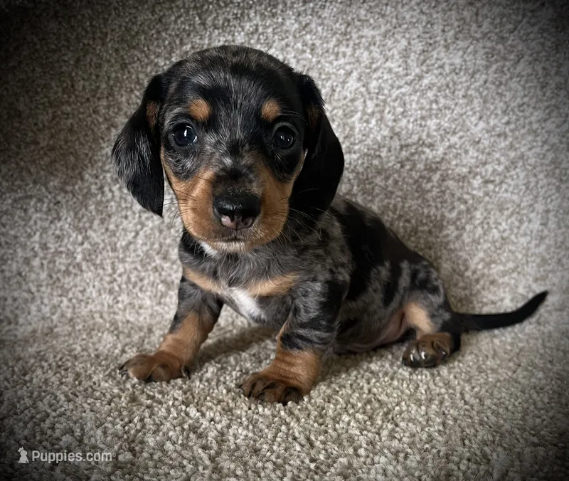 Ruger – Miniature Dachshund puppy for sale in Ashland, OH
